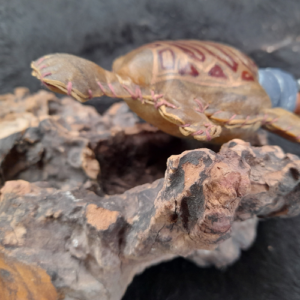 Turtle Rattle with Shells