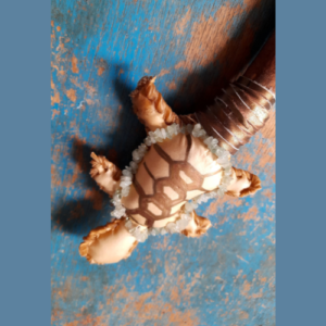 Turtle Rattle with Aquamarine